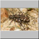 Cicindela hybrida - Duenen-Sandlaufkaefer 13 Teverener Heide.jpg